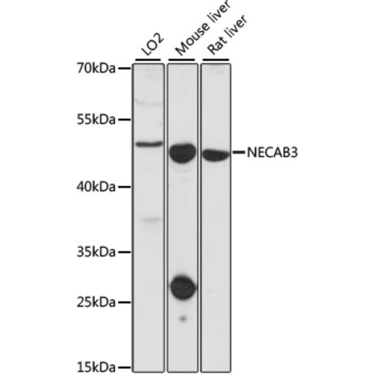 Western Blot - Anti-NECAB3 Antibody (A90235) - Antibodies.com