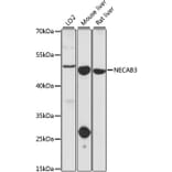 Western Blot - Anti-NECAB3 Antibody (A90235) - Antibodies.com