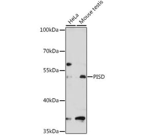 Western Blot - Anti-PISD Antibody (A90237) - Antibodies.com