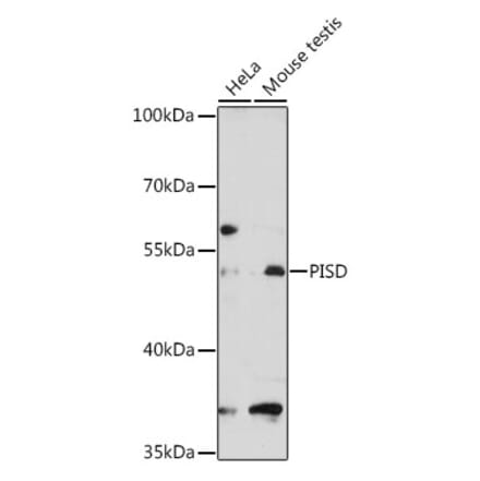 Western Blot - Anti-PISD Antibody (A90237) - Antibodies.com