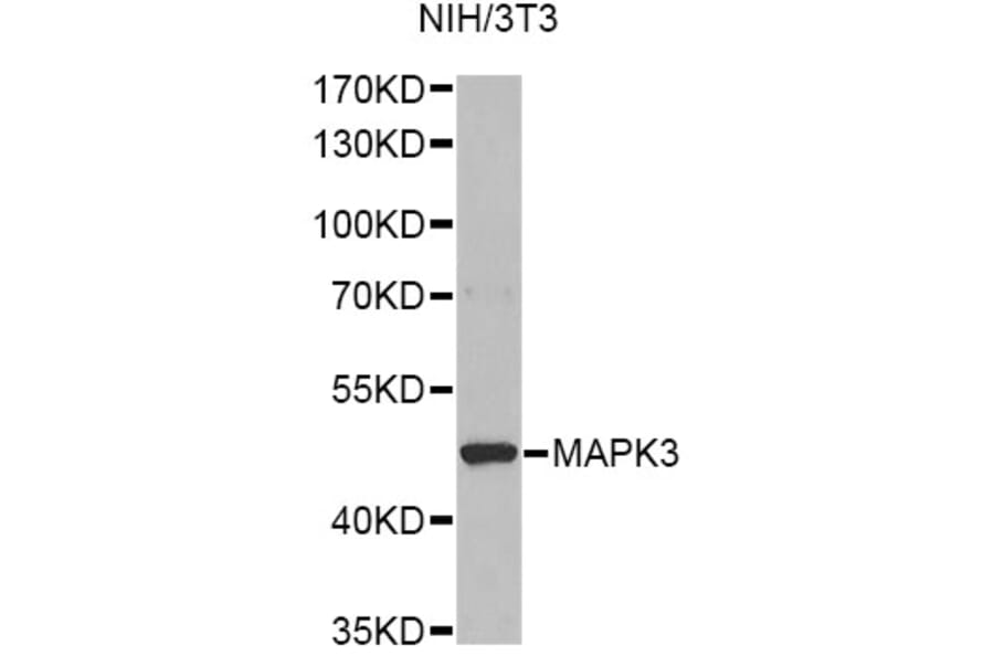 Western Blot - Anti-MAPK3 Antibody (A13344) - Antibodies.com