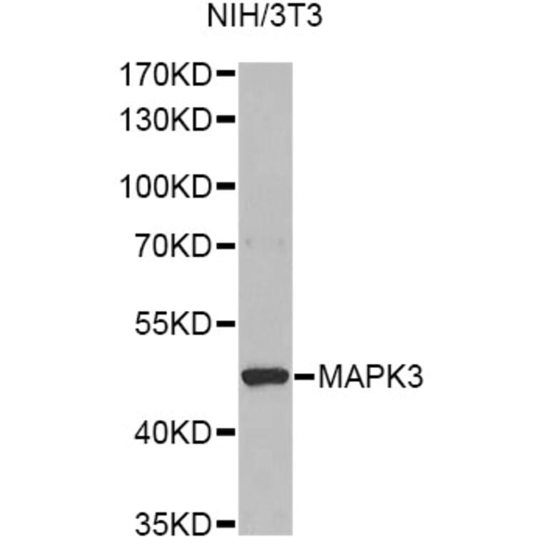 Western Blot - Anti-MAPK3 Antibody (A13344) - Antibodies.com