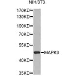 Western Blot - Anti-MAPK3 Antibody (A13344) - Antibodies.com