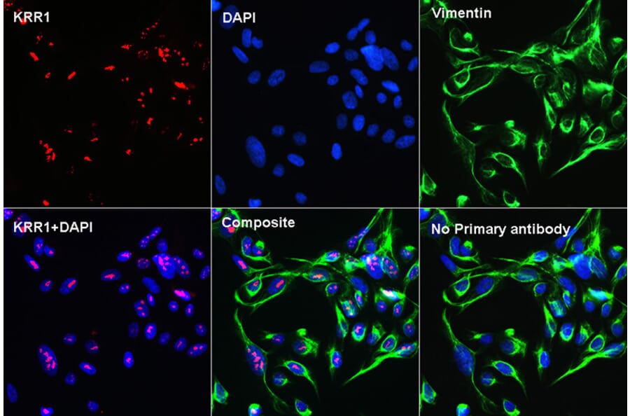 Immunofluorescence - Anti-KRR1 Antibody (A90239) - Antibodies.com