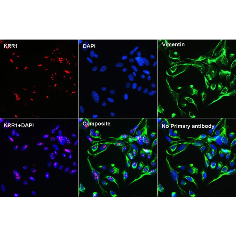 Immunofluorescence - Anti-KRR1 Antibody (A90239) - Antibodies.com