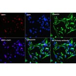 Immunofluorescence - Anti-KRR1 Antibody (A90239) - Antibodies.com