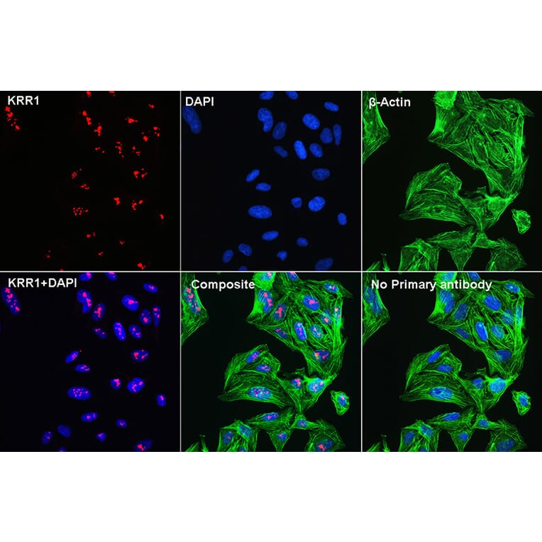 Immunofluorescence - Anti-KRR1 Antibody (A90239) - Antibodies.com