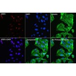 Immunofluorescence - Anti-KRR1 Antibody (A90239) - Antibodies.com