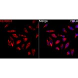 Immunofluorescence - Anti-KLHDC3 Antibody (A90240) - Antibodies.com