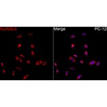 Immunofluorescence - Anti-KLHDC3 Antibody (A90240) - Antibodies.com