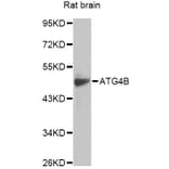Western Blot - Anti-ATG4B Antibody (A14112) - Antibodies.com