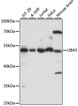 Western blot analysis of extracts of various cell lines, using Anti-UBA5 Antibody (A15514) at 1:1,000 dilution.
Secondary antibody: Goat Anti-Rabbit IgG (H+L) (HRP) (AS014) at 1:10,000 dilution.
Lysates / proteins: 25µg per lane.
Blocking buffer: 3% non-fat dry milk in TBST.
Detection: ECL Basic Kit (RM00020).
Exposure time: 15s.