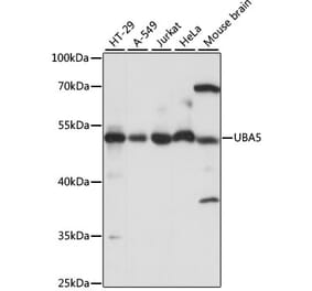 Western Blot - Anti-UBA5 Antibody (A90243) - Antibodies.com