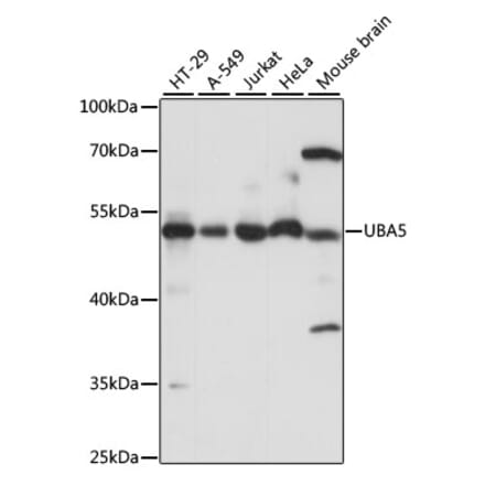Western Blot - Anti-UBA5 Antibody (A90243) - Antibodies.com
