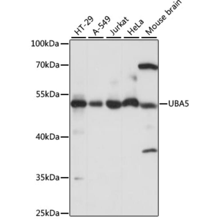 Western Blot - Anti-UBA5 Antibody (A90243) - Antibodies.com