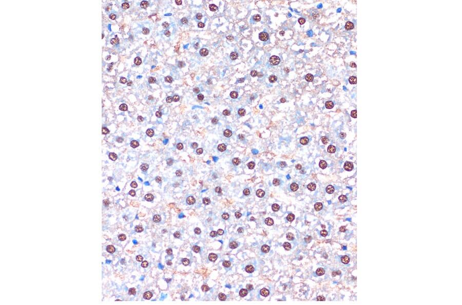 Immunohistochemistry - Anti-UBA5 Antibody (A90243) - Antibodies.com