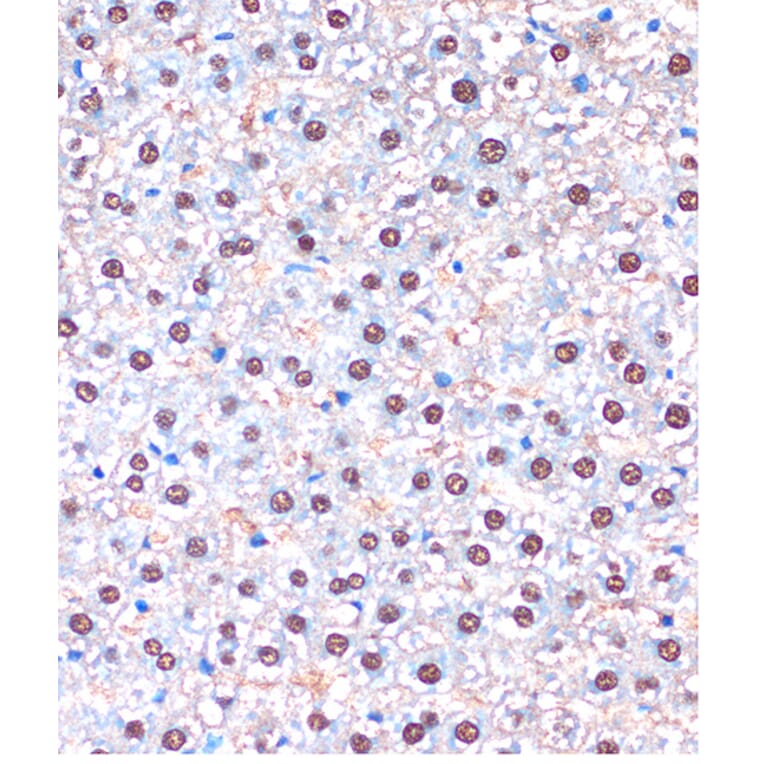 Immunohistochemistry - Anti-UBA5 Antibody (A90243) - Antibodies.com