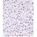 Immunohistochemistry - Anti-UBA5 Antibody (A90243) - Antibodies.com