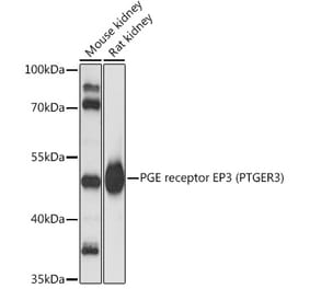 Western Blot - Anti-PTGER3 Antibody (A90245) - Antibodies.com