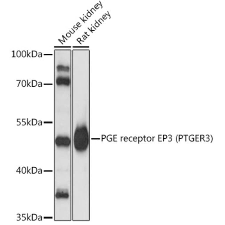 Western Blot - Anti-PTGER3 Antibody (A90245) - Antibodies.com