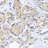 Immunohistochemistry - Anti-Elongation factor 1-gamma Antibody (A90247) - Antibodies.com