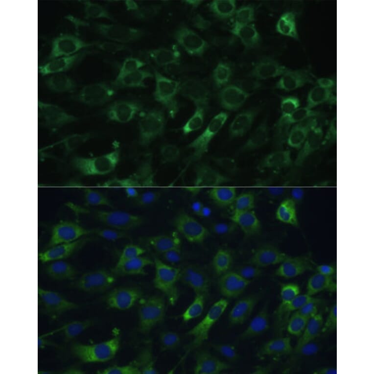Immunofluorescence - Anti-Elongation factor 1-gamma Antibody (A90247) - Antibodies.com