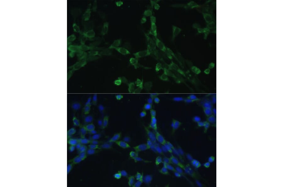 Immunofluorescence - Anti-Elongation factor 1-gamma Antibody (A90247) - Antibodies.com