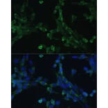 Immunofluorescence - Anti-Elongation factor 1-gamma Antibody (A90247) - Antibodies.com
