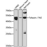 Western Blot - Anti-Tafazzin/TAZ Antibody (A90248) - Antibodies.com