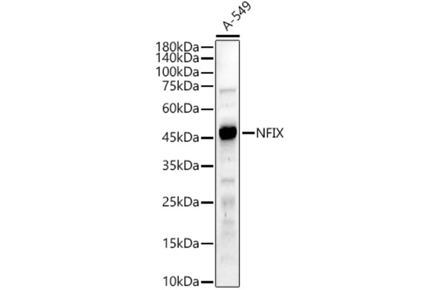 Western Blot - Anti-NFIX/CTF Antibody (A90249) - Antibodies.com