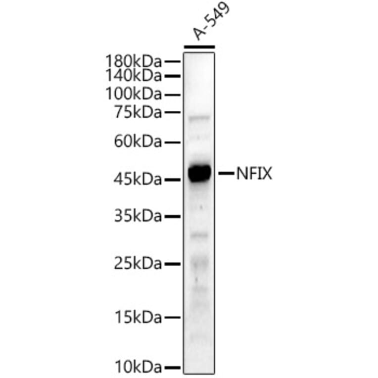 Western Blot - Anti-NFIX/CTF Antibody (A90249) - Antibodies.com