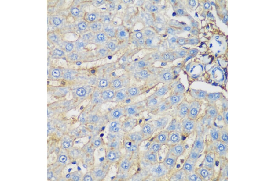 Immunohistochemistry - Anti-EPCR/CD201 Antibody (A90252) - Antibodies.com