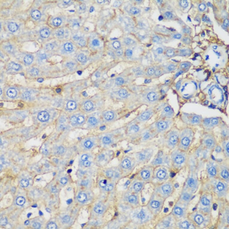 Immunohistochemistry - Anti-EPCR/CD201 Antibody (A90252) - Antibodies.com