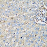 Immunohistochemistry - Anti-EPCR/CD201 Antibody (A90252) - Antibodies.com