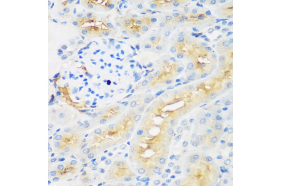 Immunohistochemistry - Anti-EPCR/CD201 Antibody (A90252) - Antibodies.com