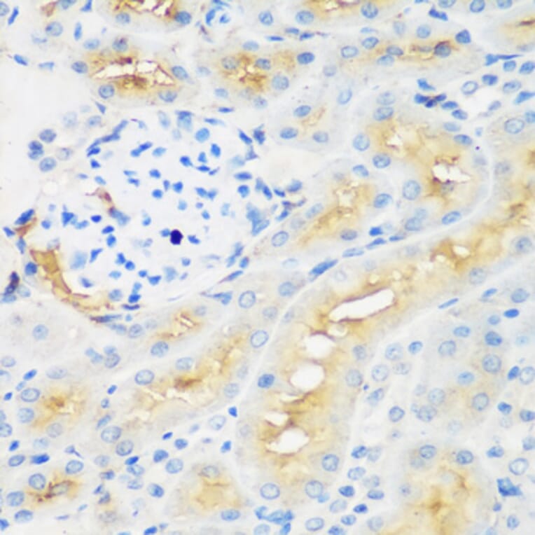 Immunohistochemistry - Anti-EPCR/CD201 Antibody (A90252) - Antibodies.com