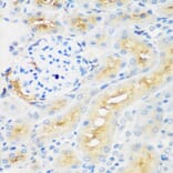 Immunohistochemistry - Anti-EPCR/CD201 Antibody (A90252) - Antibodies.com