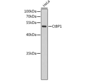 Western Blot - Anti-CtBP1 Antibody (A90253) - Antibodies.com