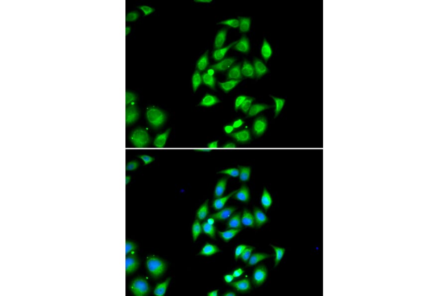 Immunofluorescence - Anti-NFS1 Antibody (A90256) - Antibodies.com