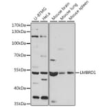 Western Blot - Anti-LMBRD1 Antibody (A90258) - Antibodies.com