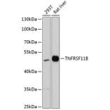 Western Blot - Anti-Osteoprotegerin Antibody (A90262) - Antibodies.com