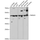 Western Blot - Anti-TMEM25 Antibody (A90263) - Antibodies.com