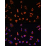 Immunofluorescence - Anti-TMEM25 Antibody (A90263) - Antibodies.com