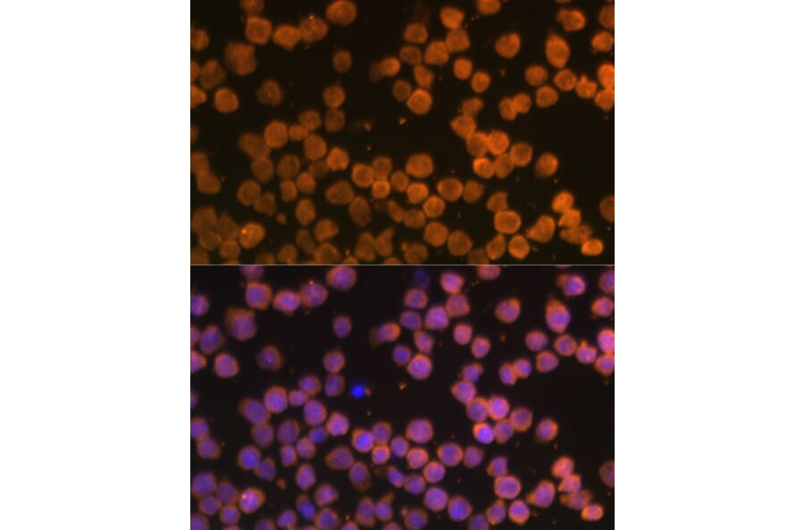 Immunofluorescence - Anti-DR4 Antibody (A90272) - Antibodies.com