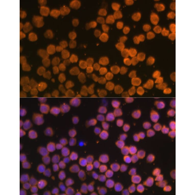 Immunofluorescence - Anti-DR4 Antibody (A90272) - Antibodies.com