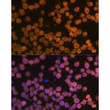 Immunofluorescence - Anti-DR4 Antibody (A90272) - Antibodies.com