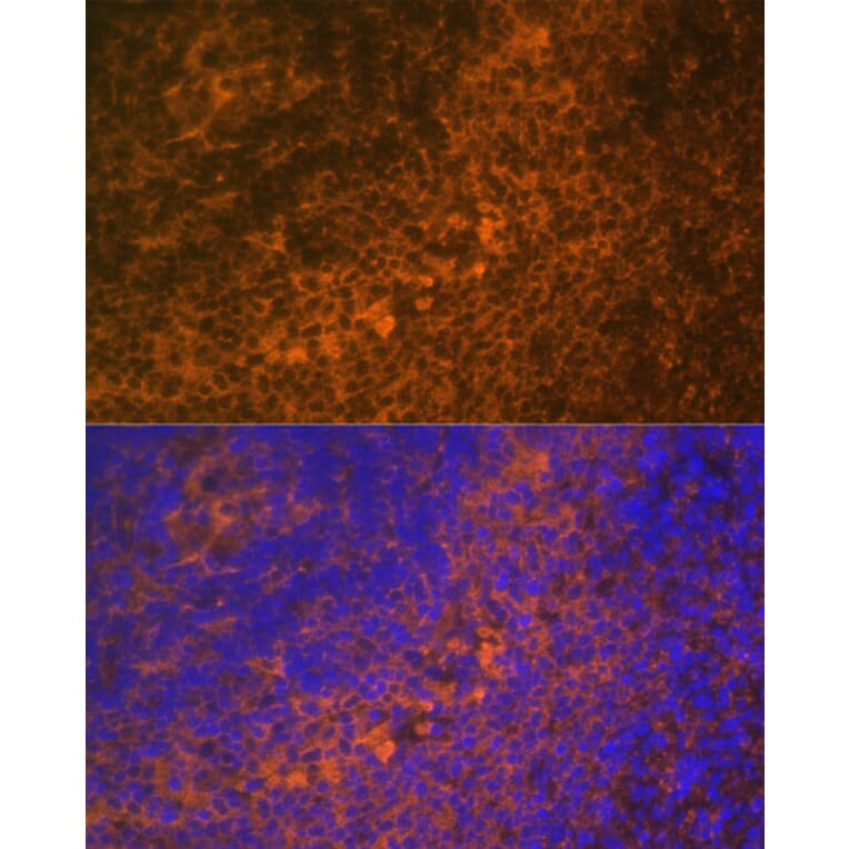 Immunofluorescence - Anti-DR4 Antibody (A90272) - Antibodies.com