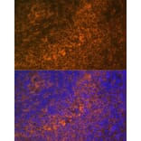 Immunofluorescence - Anti-DR4 Antibody (A90272) - Antibodies.com