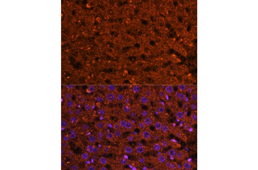 Immunofluorescence - Anti-HMGCS2 Antibody (A90273) - Antibodies.com