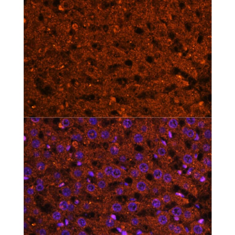 Immunofluorescence - Anti-HMGCS2 Antibody (A90273) - Antibodies.com